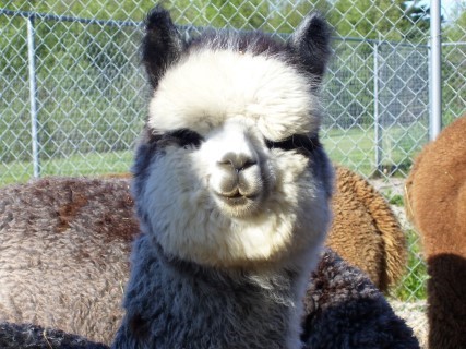 Alpaca For Sale - WindSpun Dinara at WindSpun Alpacas